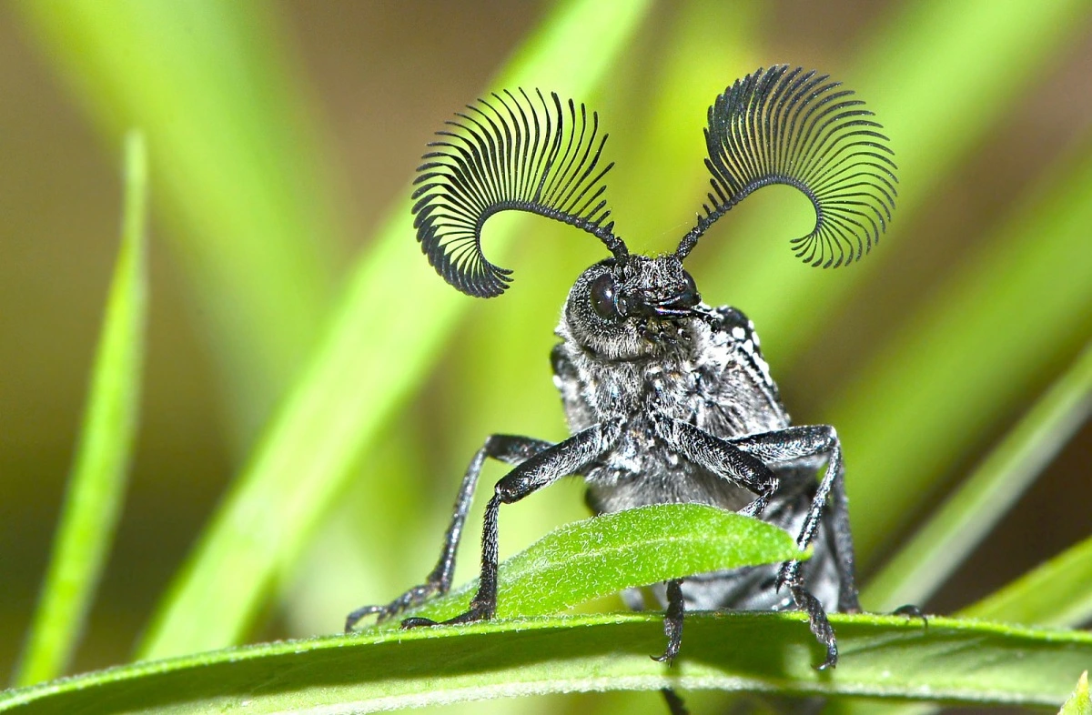 Los insectos sienten a través de las antenas