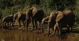 Botswana threatens to deport 20,000 elephants to Germany