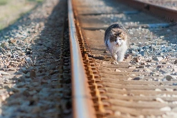 Voyager avec son animal à la SNCF : « un surcoût estival inadmissible » dénoncent des associations