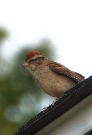 House Sparrow!