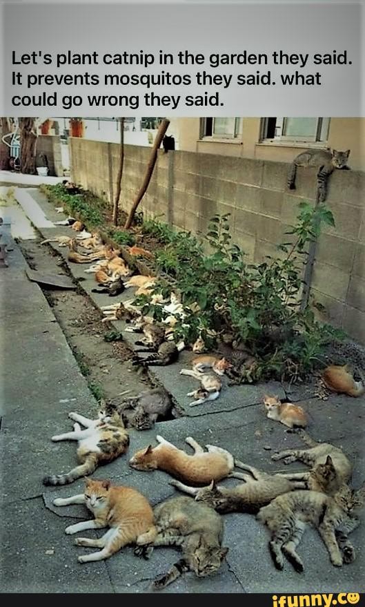 Plant catnip they said
