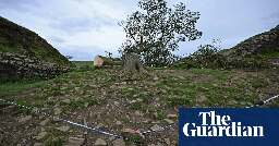 Boy, 16, arrested after felling of famous Sycamore Gap tree at Hadrian’s Wall