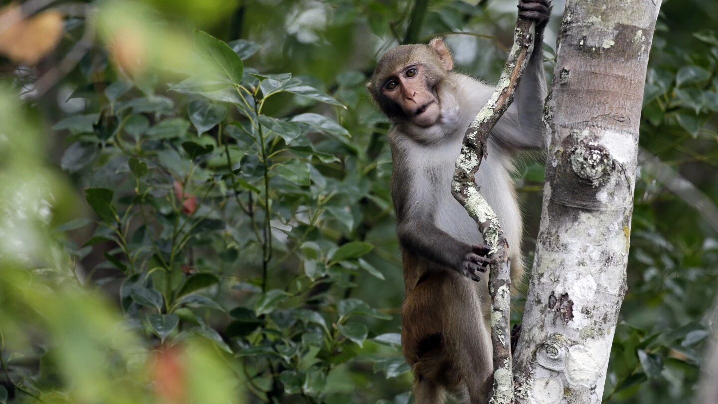 6 monkeys are still on the loose from a South Carolina compound after dozens escaped