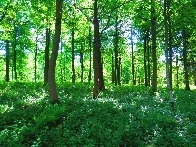 Forests with multiple tree species are 70% more effective as carbon sinks