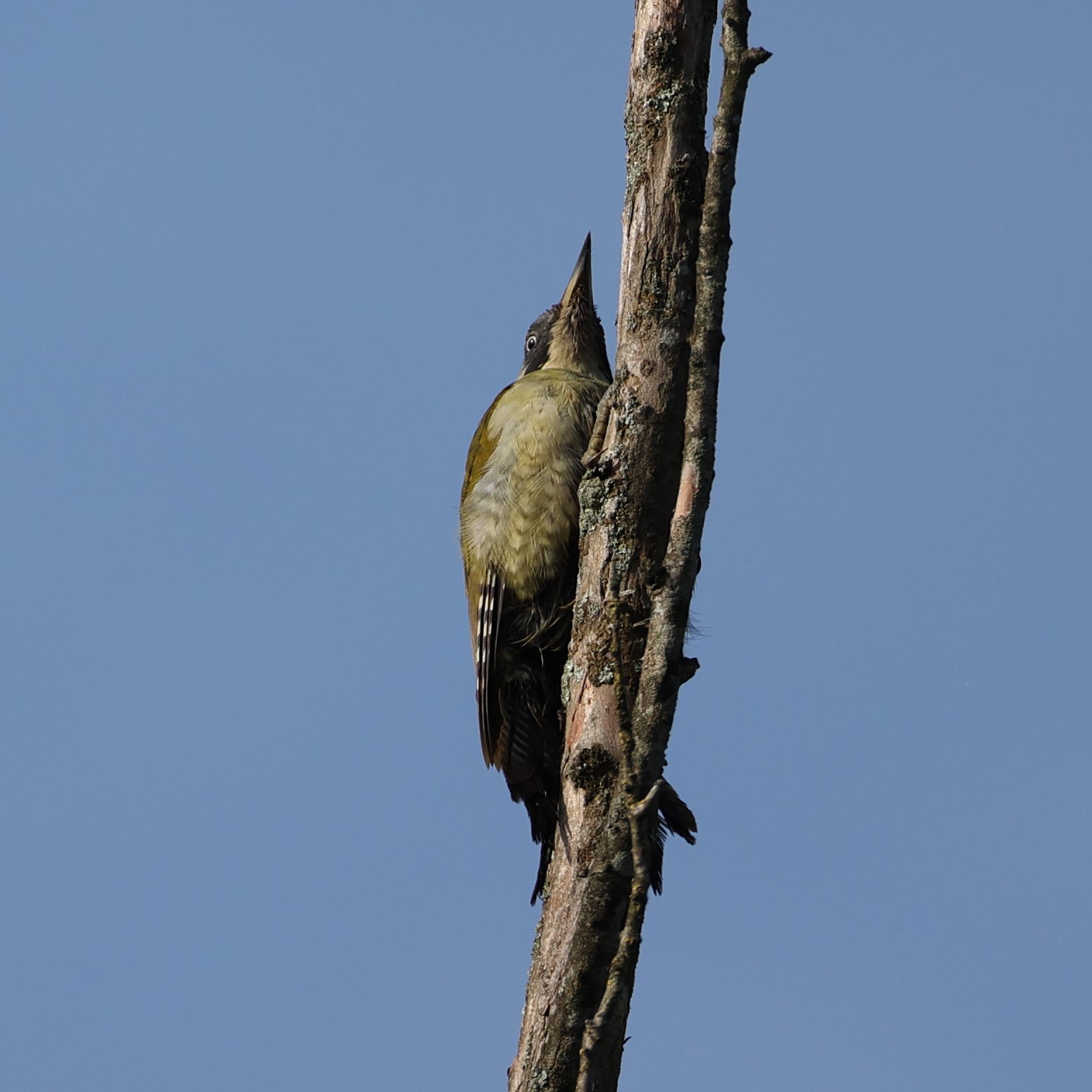 Suspicious Green Woodpecker