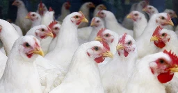 Person hospitalized with bird flu in Missouri had no contact with animals, raising anxiety among experts