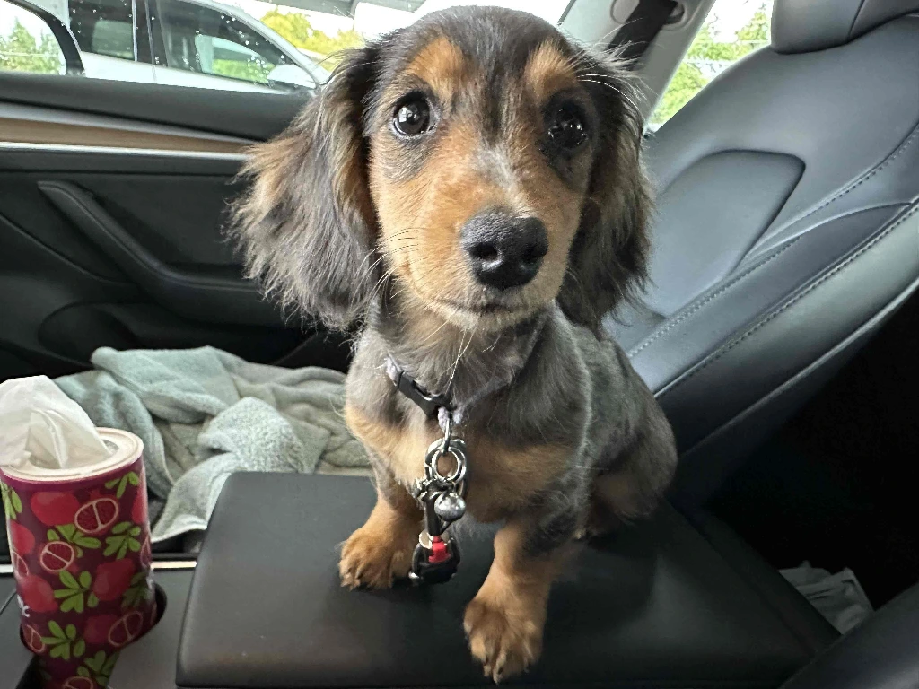 cute tiny puppy on the center console of a car