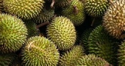 Cheaper durians this year? Malaysia to see bumper crop amid hot weather