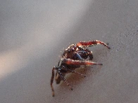 Bronze Jumping Spider, Eris militaris