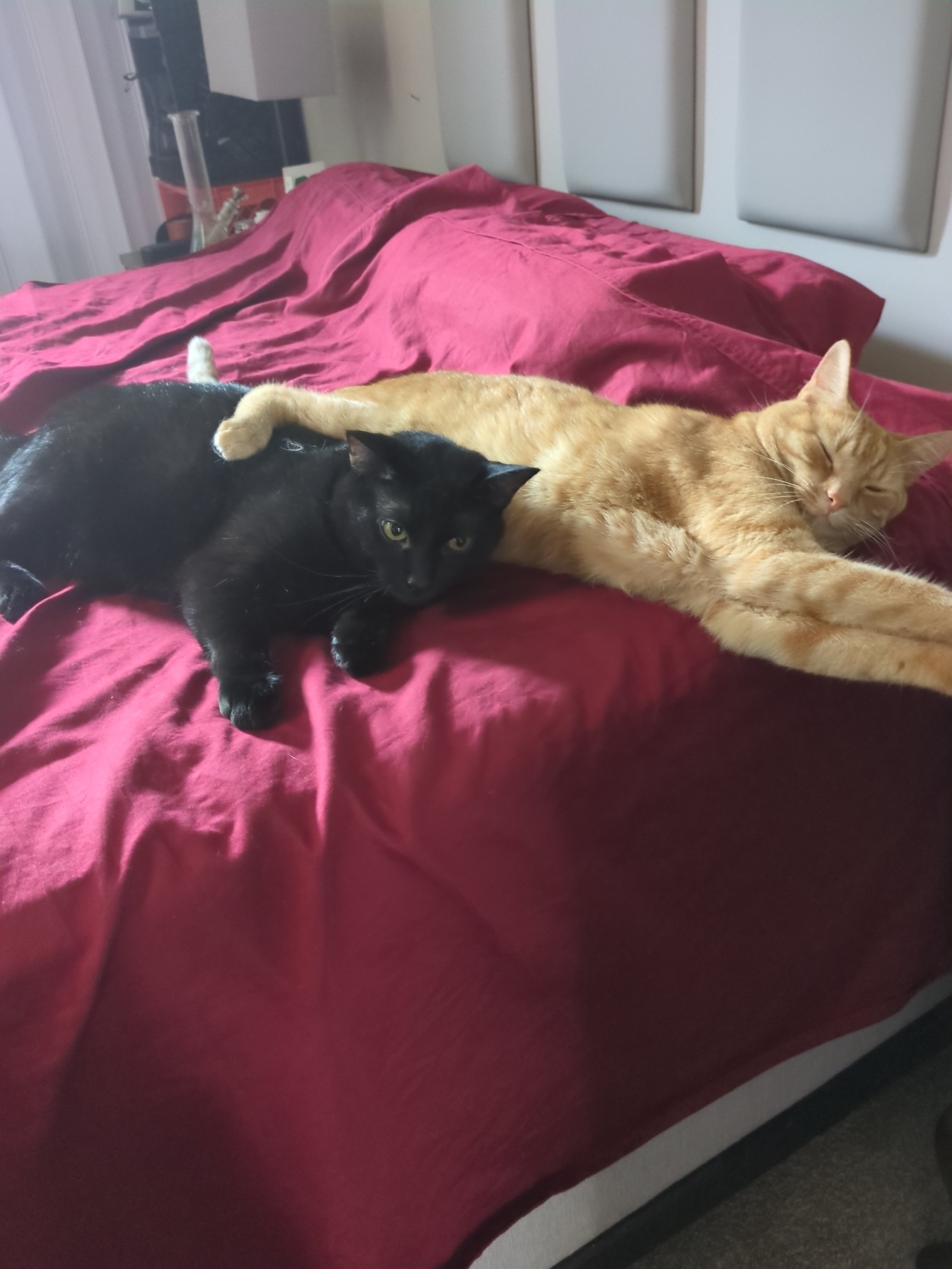 Black cat and orange cat