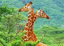 Giraffes