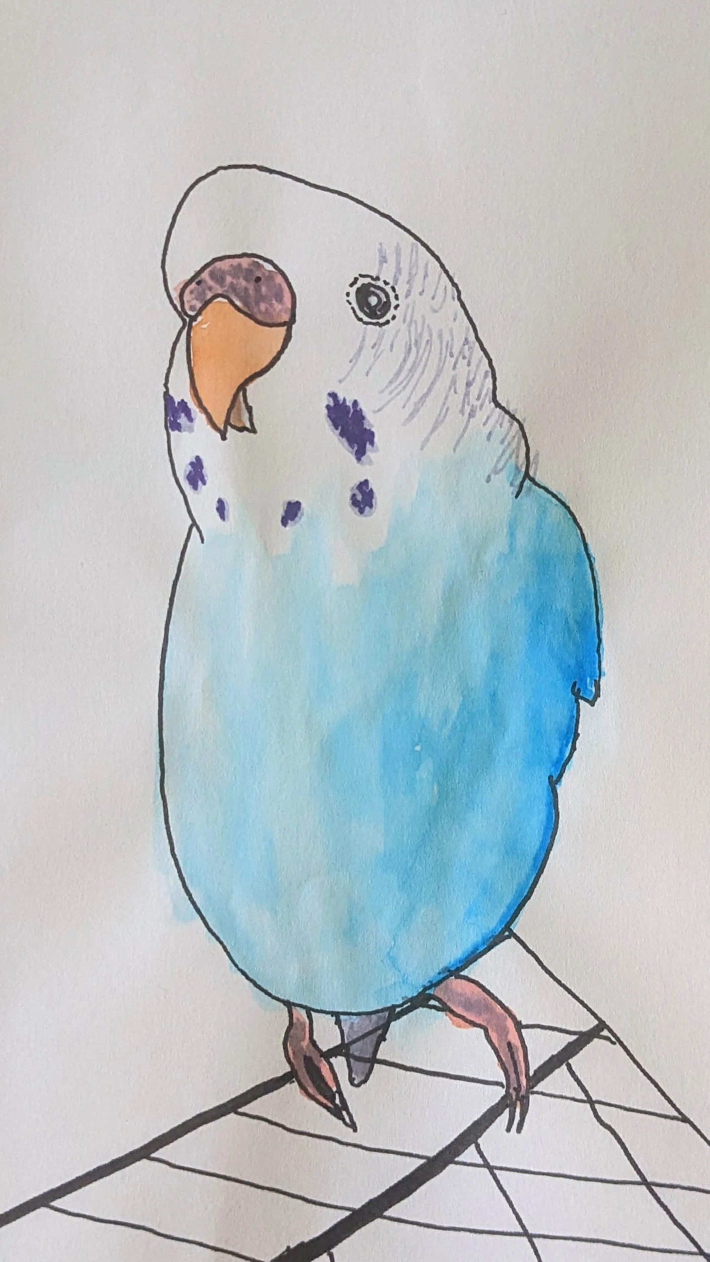 budgie drawing