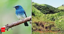 75% reduction in 12 species of Western Ghat birds: Report | Bengaluru News - Times of India