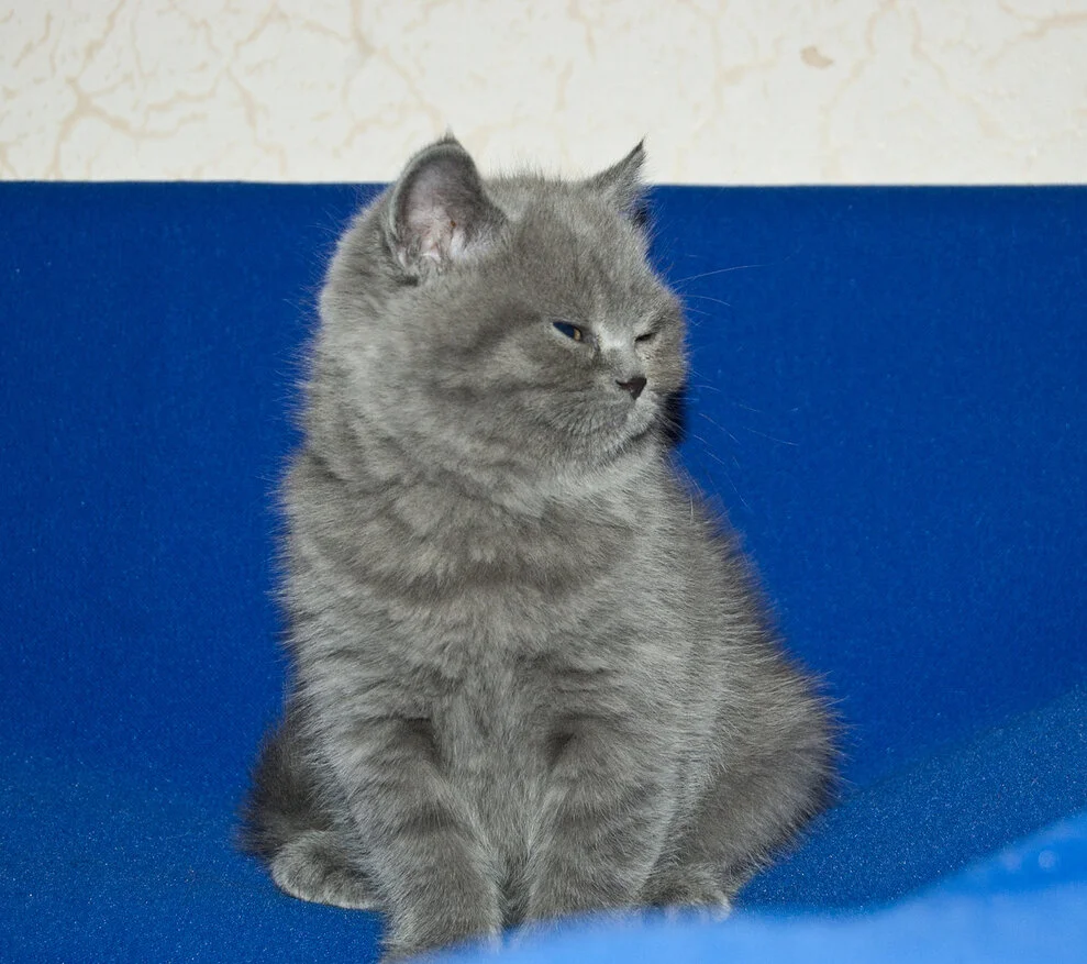Cat Image 6