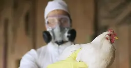 Global concern rises over bird flu as experts warn of potential human pandemic
