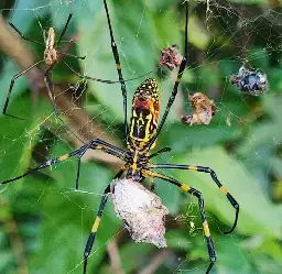 How Boston's first Joro spider likely got here — and why you shouldn't freak out