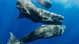 The sperm whale 'phonetic alphabet' revealed by AI