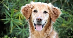 Cancer vaccine for dogs almost doubles survival rates in clinical trial