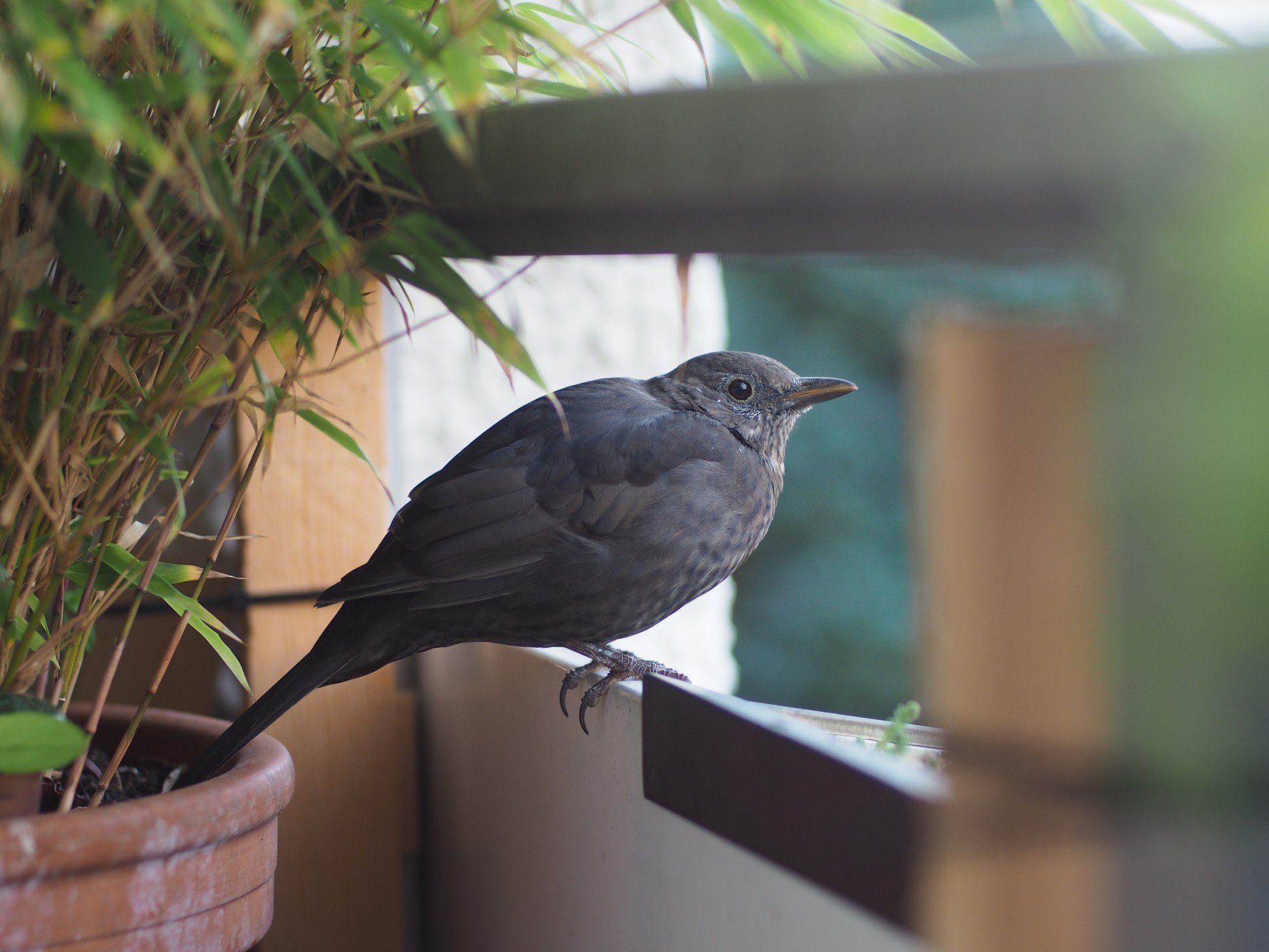 Blackbird in the morning