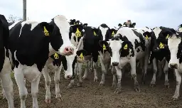 H5N1 avian flu infects Colorado dairy cows as global experts weigh in on virus changes