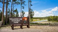 Woman gored by Bison at Yellowstone