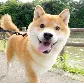 shiba