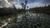 Mining company can't tap water needed for Okefenokee wildlife refuge, US says