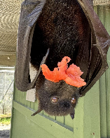 Mulu is enjoying a tomato