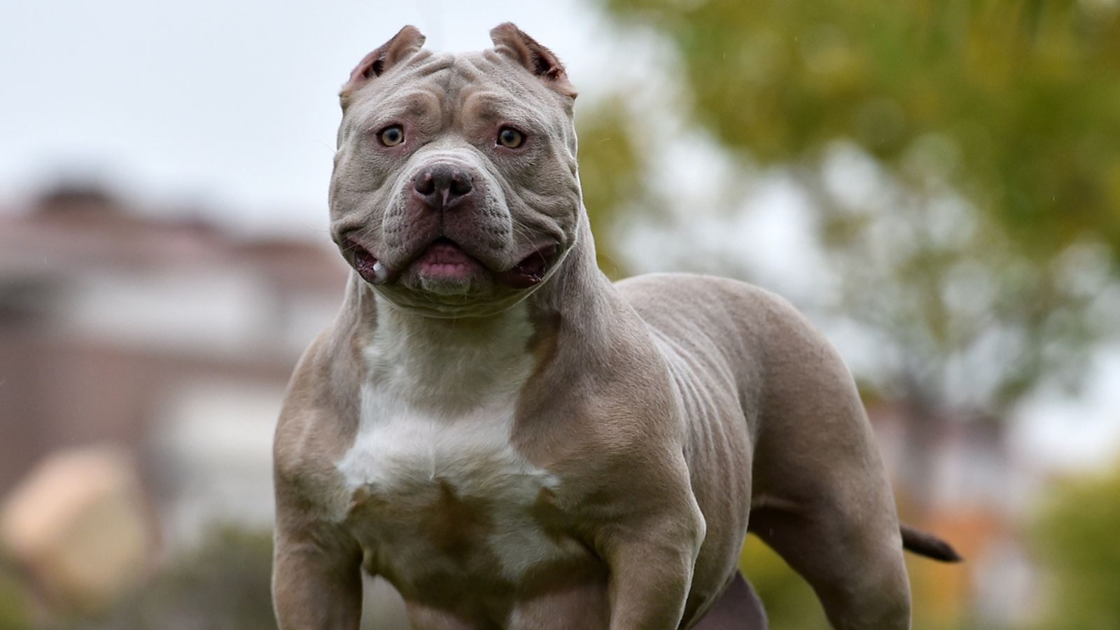 Exact date XL Bully dogs will be banned in UK as laws on muzzles tighten - Daily Record