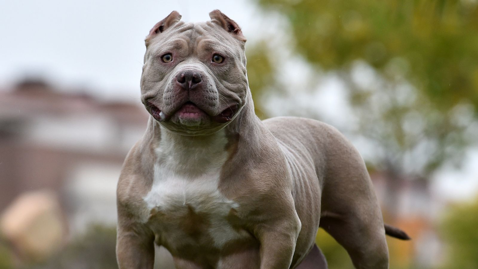 American XL bully dogs to be banned after attacks, Rishi Sunak says 