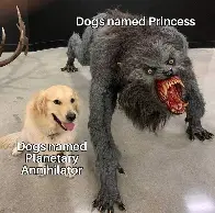 dognames?