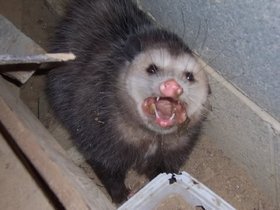 an opossum screaming at the viewer from a trash pile