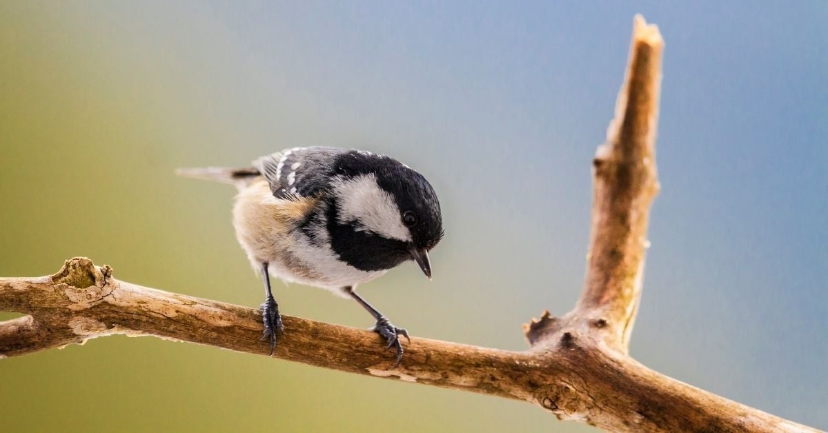 coal-tit