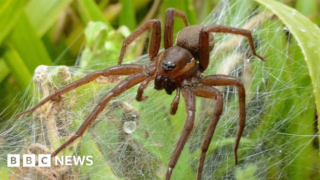 Chester Zoo: Giant spiders released by zoo have record mating season - BBC News