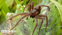 Chester Zoo: Giant spiders released by zoo have record mating season - BBC News