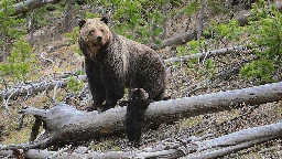 Woman killed by bear near West Yellowstone