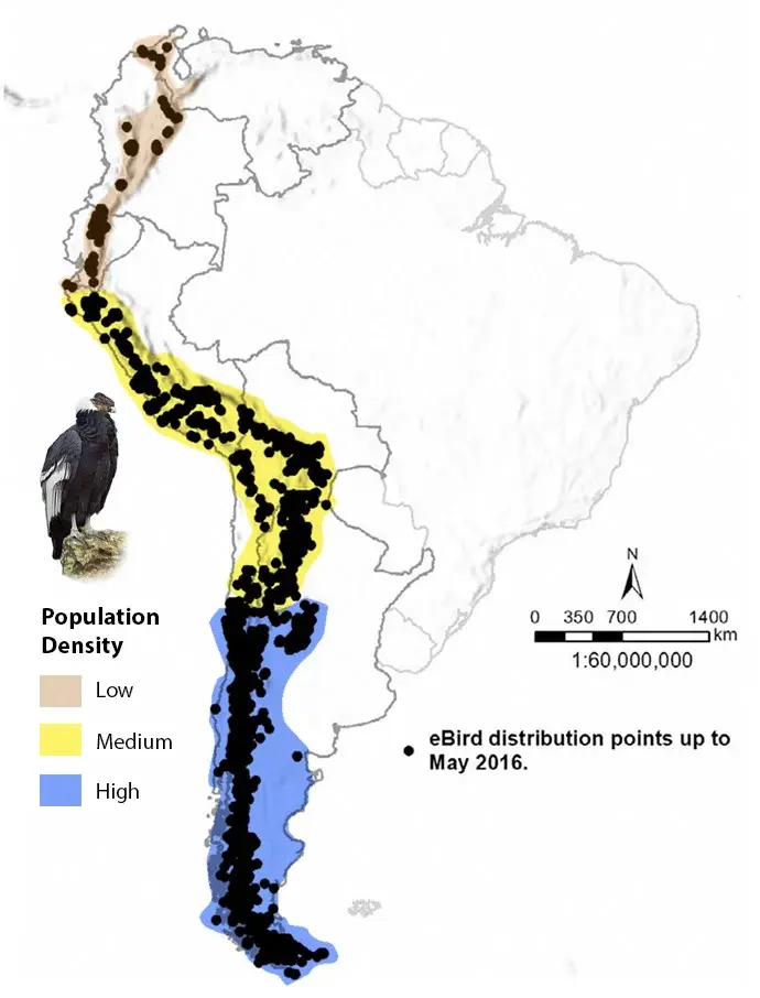 map of range of andean condor