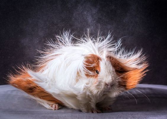 My crosspost from !guineapigs