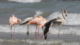 Flamingos in Wisconsin? Tropical birds visit Lake Michigan beach in a first for the northern state