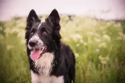 Collie: La Raza De Perro Más Inteligente | ICCSI