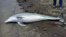 Dolphin found dead on beach riddled with bullets, NOAA offers $20k reward to find killer