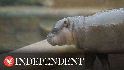 Rare pygmy hippopotamus born in Czech zoo makes first appearance