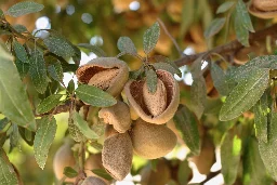 California Almond Water Usage: Updated — California Water Impact Network