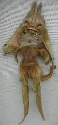 Jenny Haniver - Wikipedia