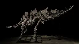 Stegosaurus named Apex goes for $44.6M at auction, most expensive fossil ever sold