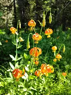 Columbian Lily (Lilium columbianum) were stunning this year.