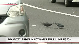 Tokyo taxi driver arrested for allegedly running into and killing pigeon | NHK WORLD-JAPAN News