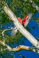 Juvenile Galah, Pallamallawa NSW Australia, 2009