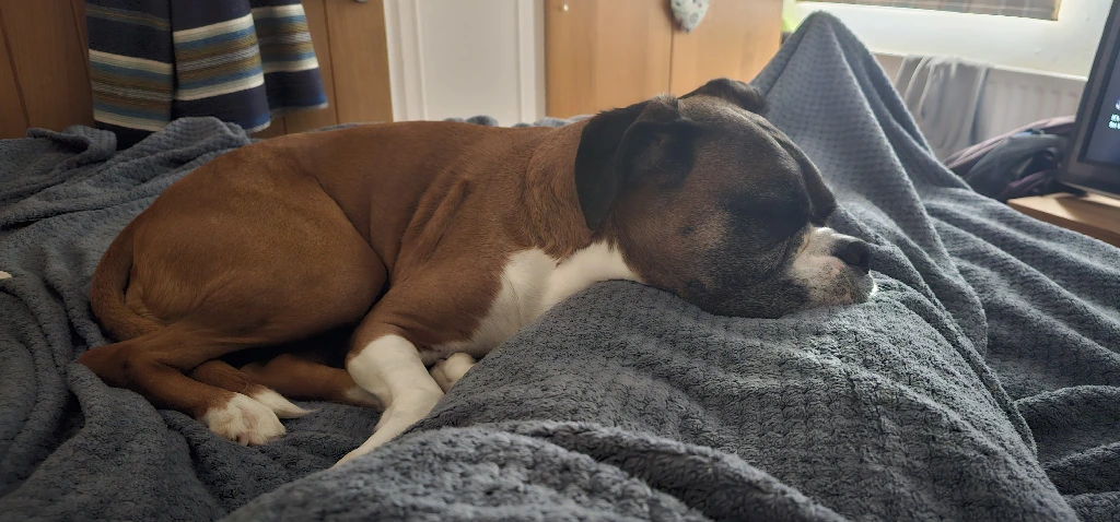 My best friend died last year at only 7, and I wish she had gotten to stay around just another two years. I&#39;d have loved to have had her come to stay at my first house. There&#39;s a spot on the sofa for her and everything.