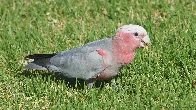 [OC] A Galah in a park eating some seed (second photo in description)